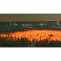 Cities: Skylines - Natural Disasters