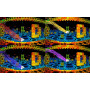 Dub Dash