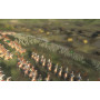 Real Warfare: 1242
