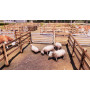 Real Farm 